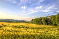 Meadow in summer